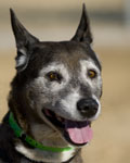 Pet of the Week
